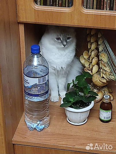 Невская маскарадная