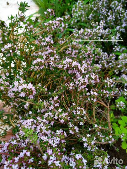 Тимьян Чабрец