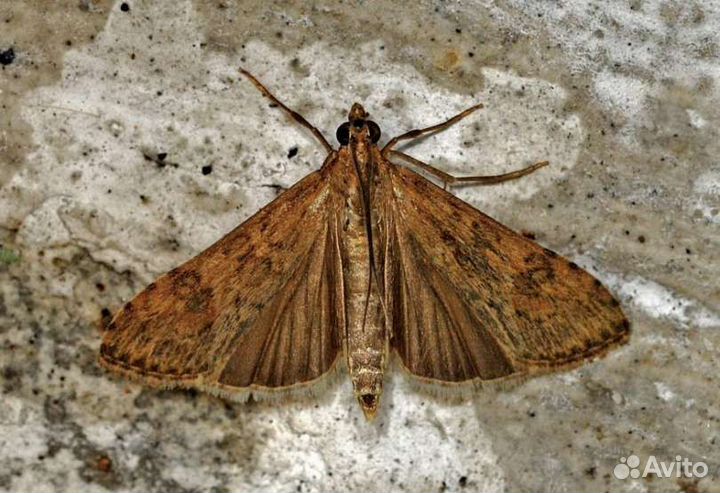 Восковая моль