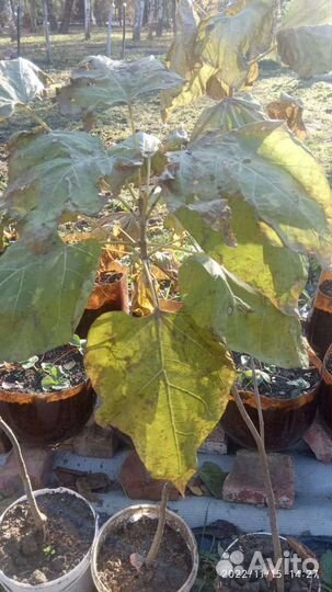 Катальпа дерево