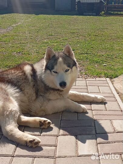 Отдам в добрые руки хаски