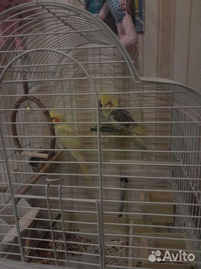 Попугай корелла с клеткой