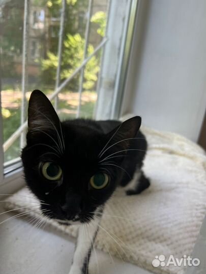 Отдам бесплатно кошку