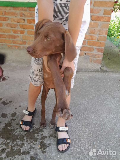 Щенки курцхаара