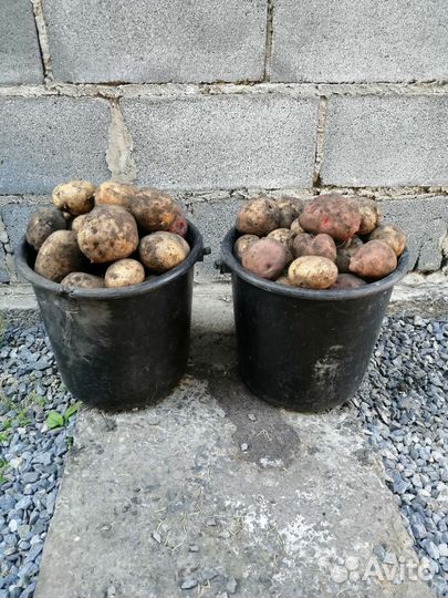 Продам картофель