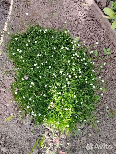 Мшанка шиловидная