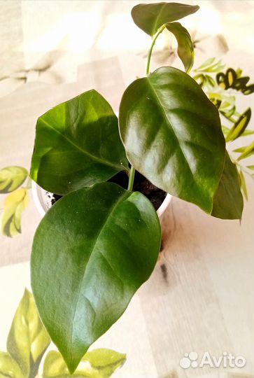 Азистазия,гипераструм,переския,эписция