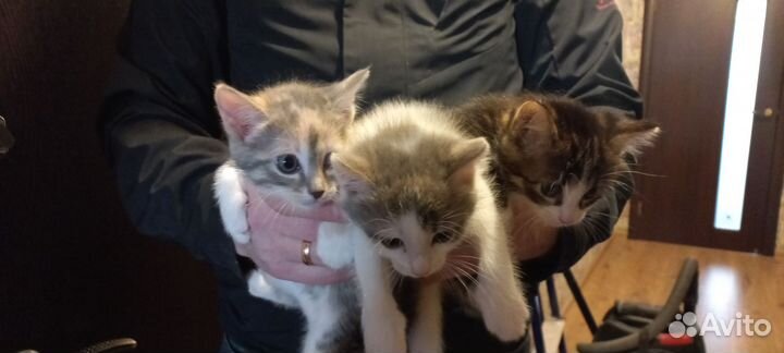 Котята в добрые руки