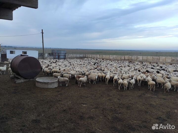 Овцы, ягнята, бараны, баранина