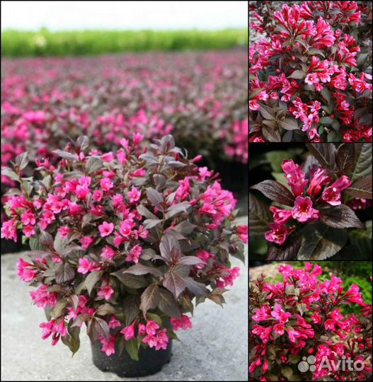 Деревья и кустарники плодовые и декоративные