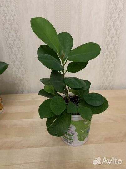 Фикус бенджамина разных разновидностей
