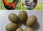 Инкубационное яйцо, оливковый Egger