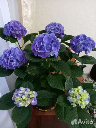 Гортензия саженцы