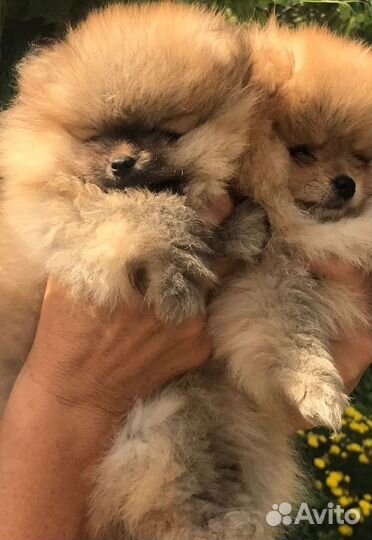 Щенки шпица мини