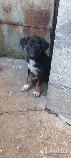 Щенок-мальчик в добрые руки