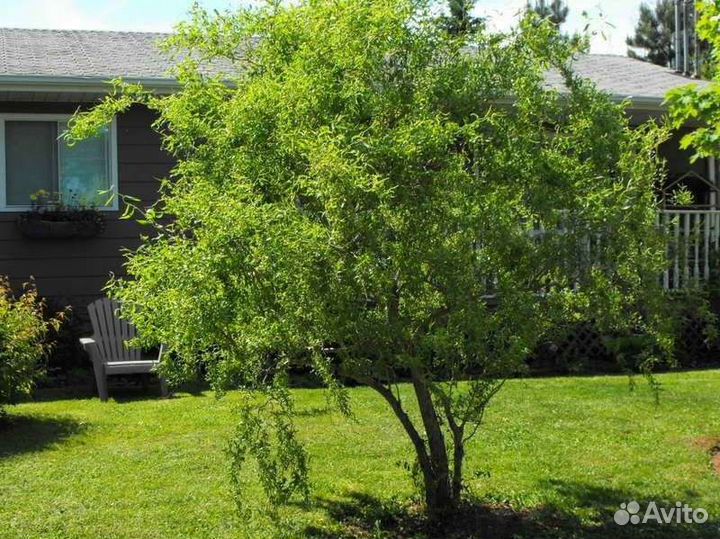 Саженцы ивы, ели