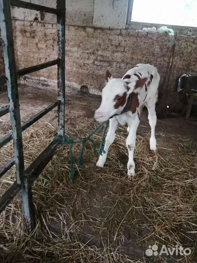 Телочка 3 недели