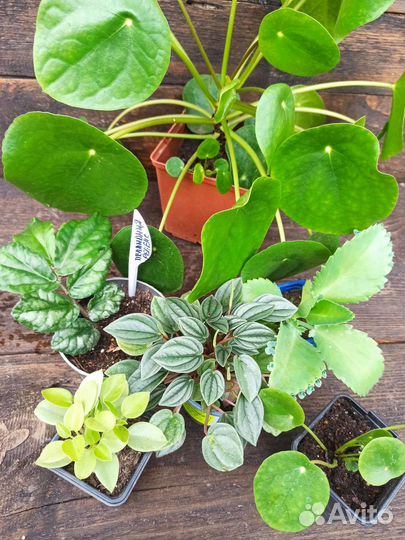 Комнатные растения. Пеперомия, пеллиония, пелея