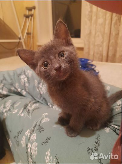 Девочка котёнок