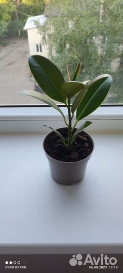 Фикус каучуконосный