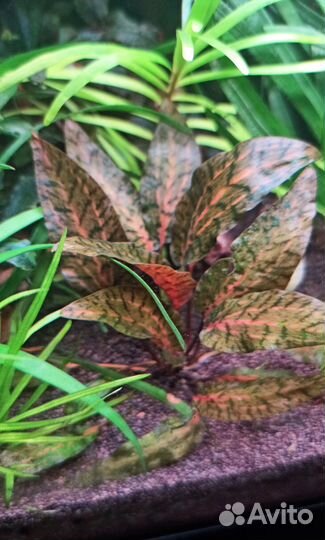 Аквариумные растения