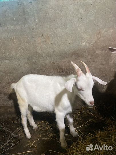 Козел 4 месяца