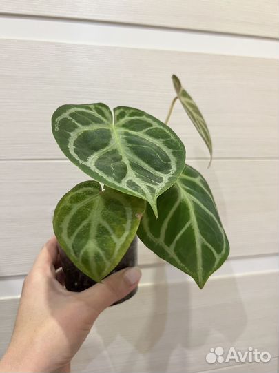 Антуриум Сильвер Блаш