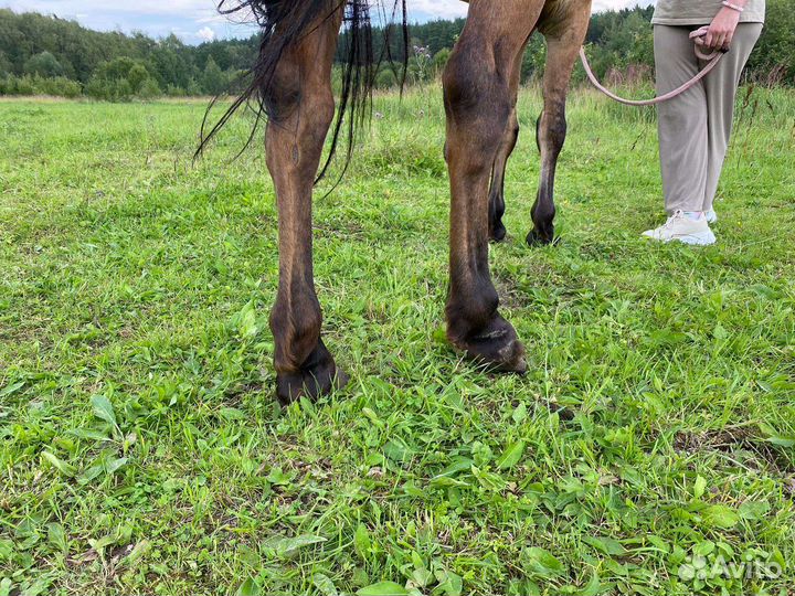 Башкирская кобыла