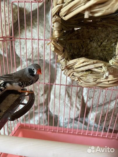 Продам птиц