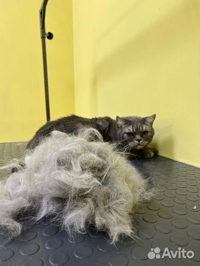 Груминг кошек