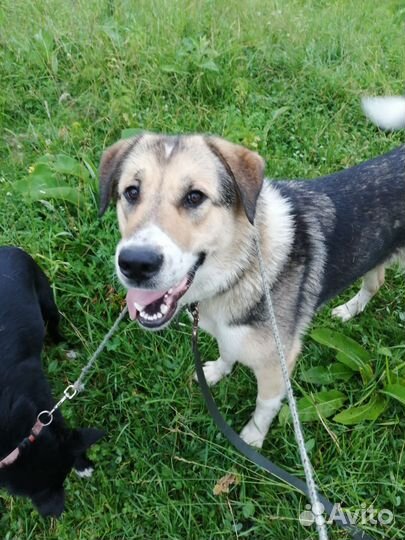 Собаки в дар бесплатно