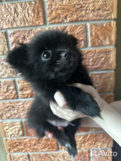 Щенки шпица мини