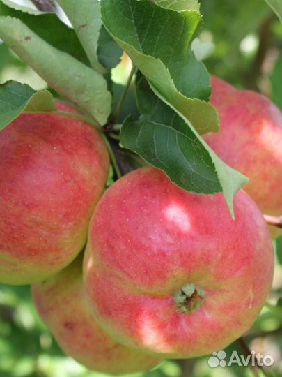 Плодово-ягодные культуры. Кустарники,Саженцы