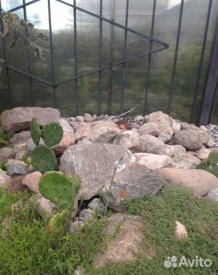 Морозостойкий садовый уличный кактус,Опунция