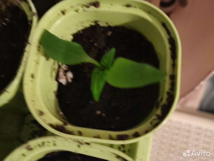 Перчик желтый-рассада