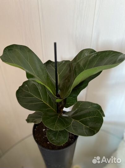 Фикус Лирато, Бейлиз