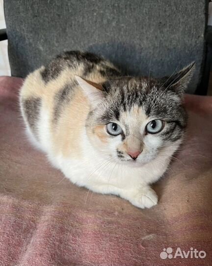Кошка