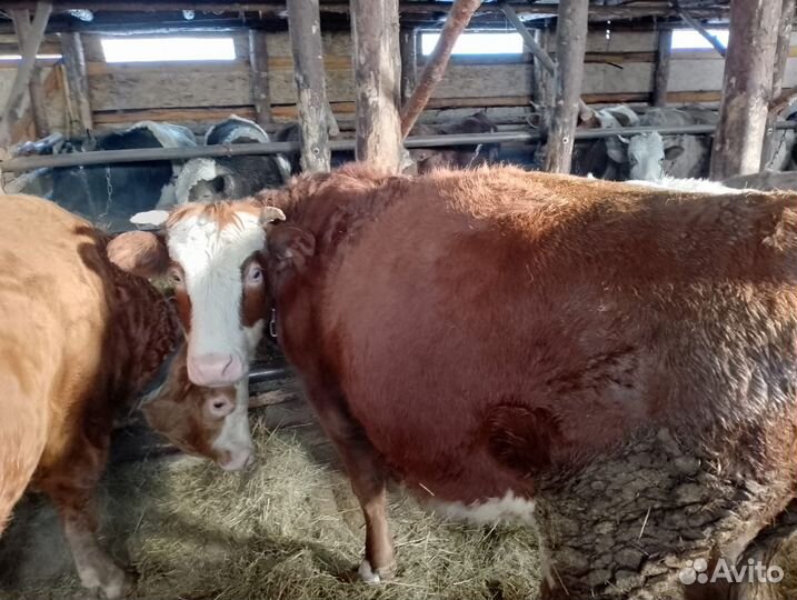 Мясо говядина