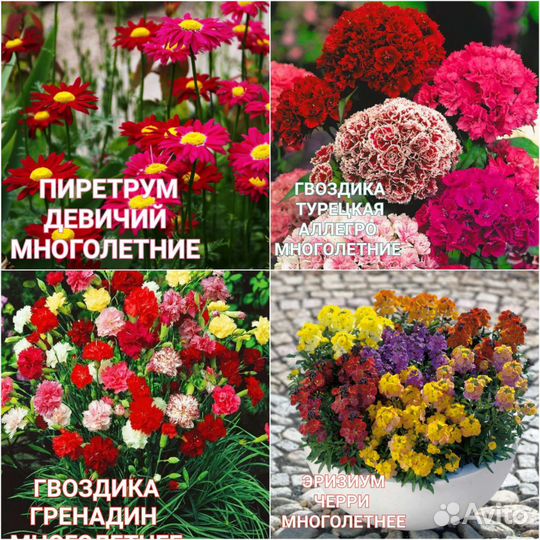 Цветы садовые многолетние и полный ассортимент