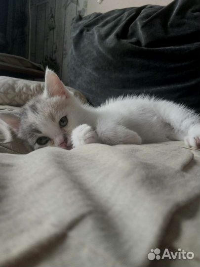 Кошкины дети