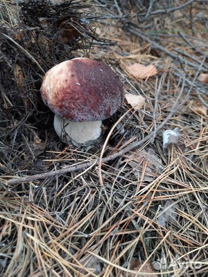 Грибы белые