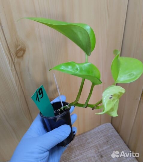 Эпипренумы