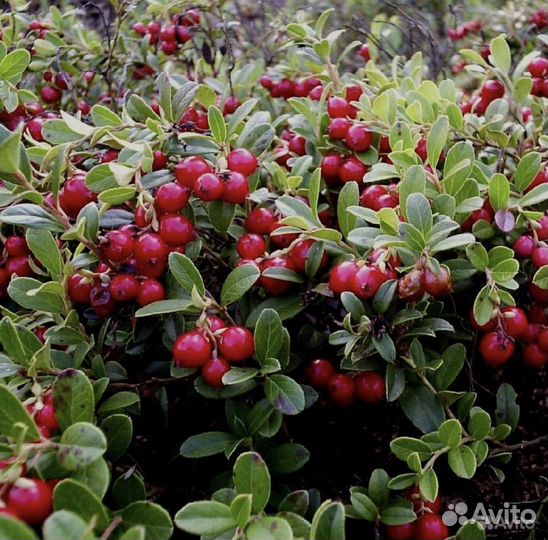 Брусника клюква