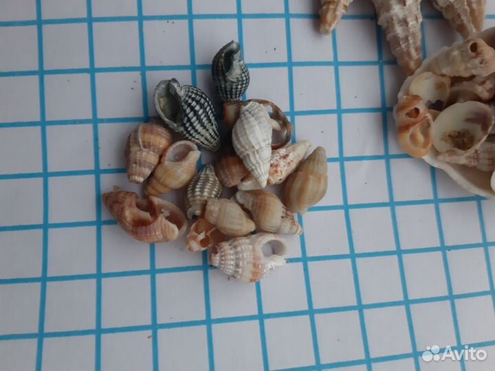 Ракушки Стромбус. Ракушки умбониум