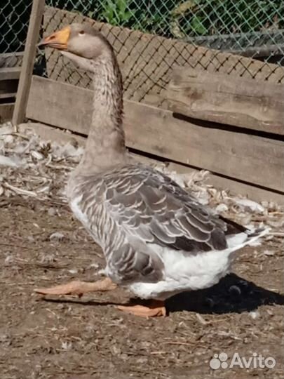 Шикарный гусак на племя