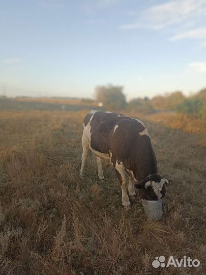 Бык на племя