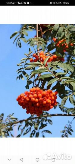 Саженцы Рябины