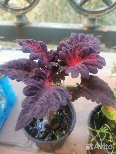 Домашние цветы