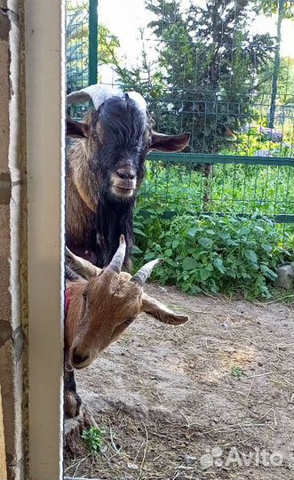 Камерунские козы