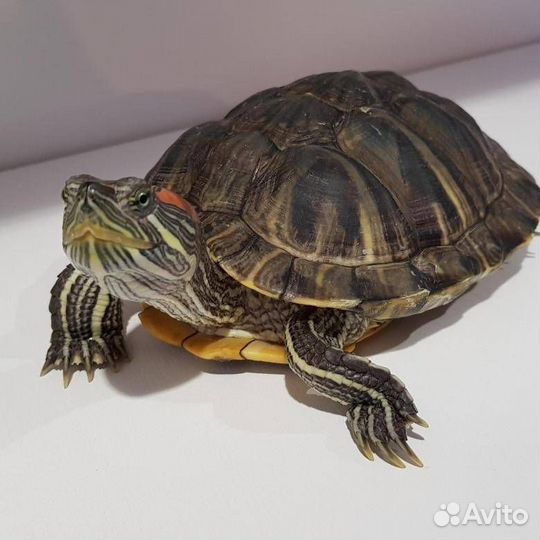 Отдам черепашку